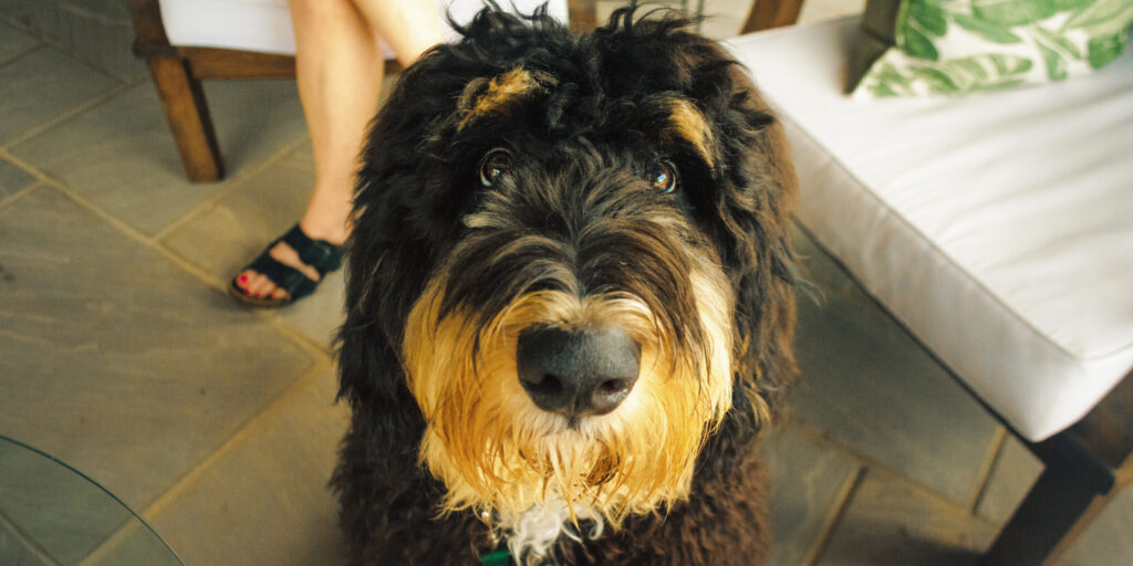 dog looking at camera for pet emergency kit