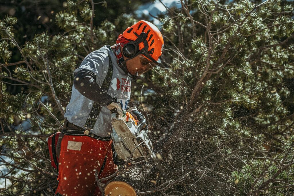 man sawing pine tree