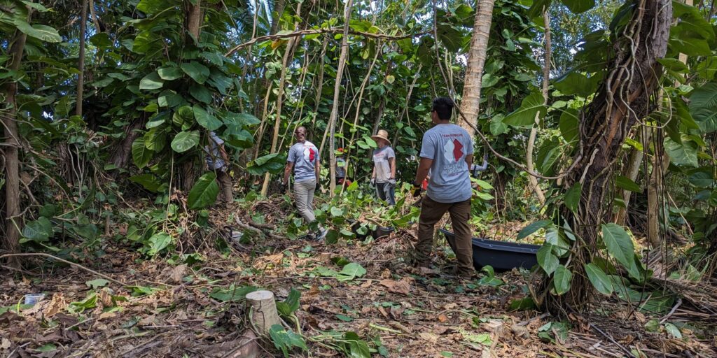 rainforest with volunteers working